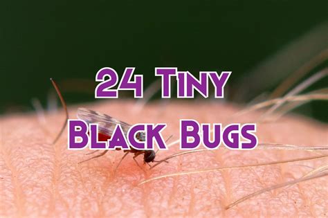 They can catapult themselves hundreds of times their body length, and the best jumpers can leap up to two feet in the air!. . Tiny black bugs that bite and itch
